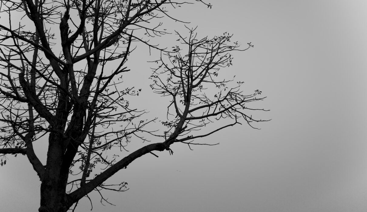 a bare tree with no leaves on it