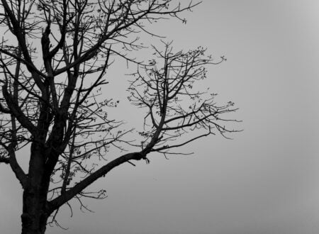 a bare tree with no leaves on it