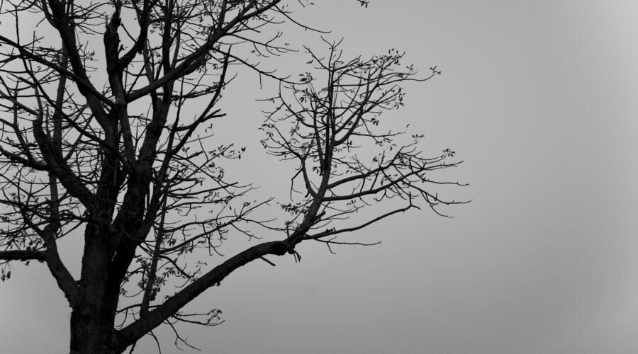 a bare tree with no leaves on it