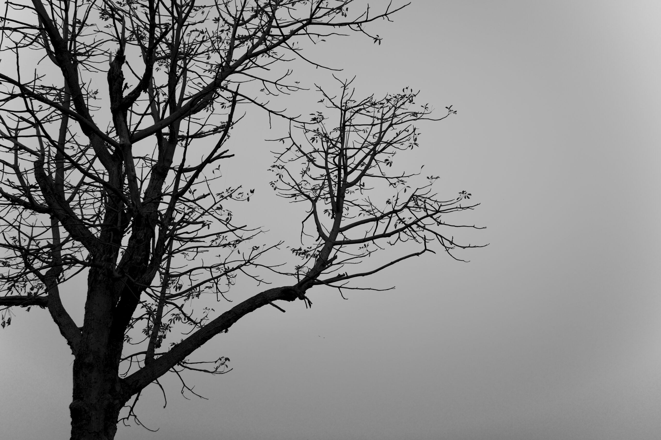 a bare tree with no leaves on it