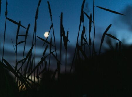 green grass under blue sky during night time