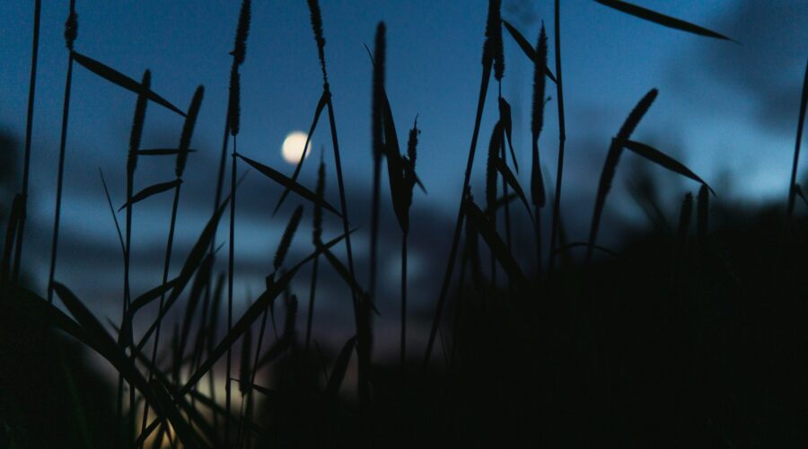 green grass under blue sky during night time