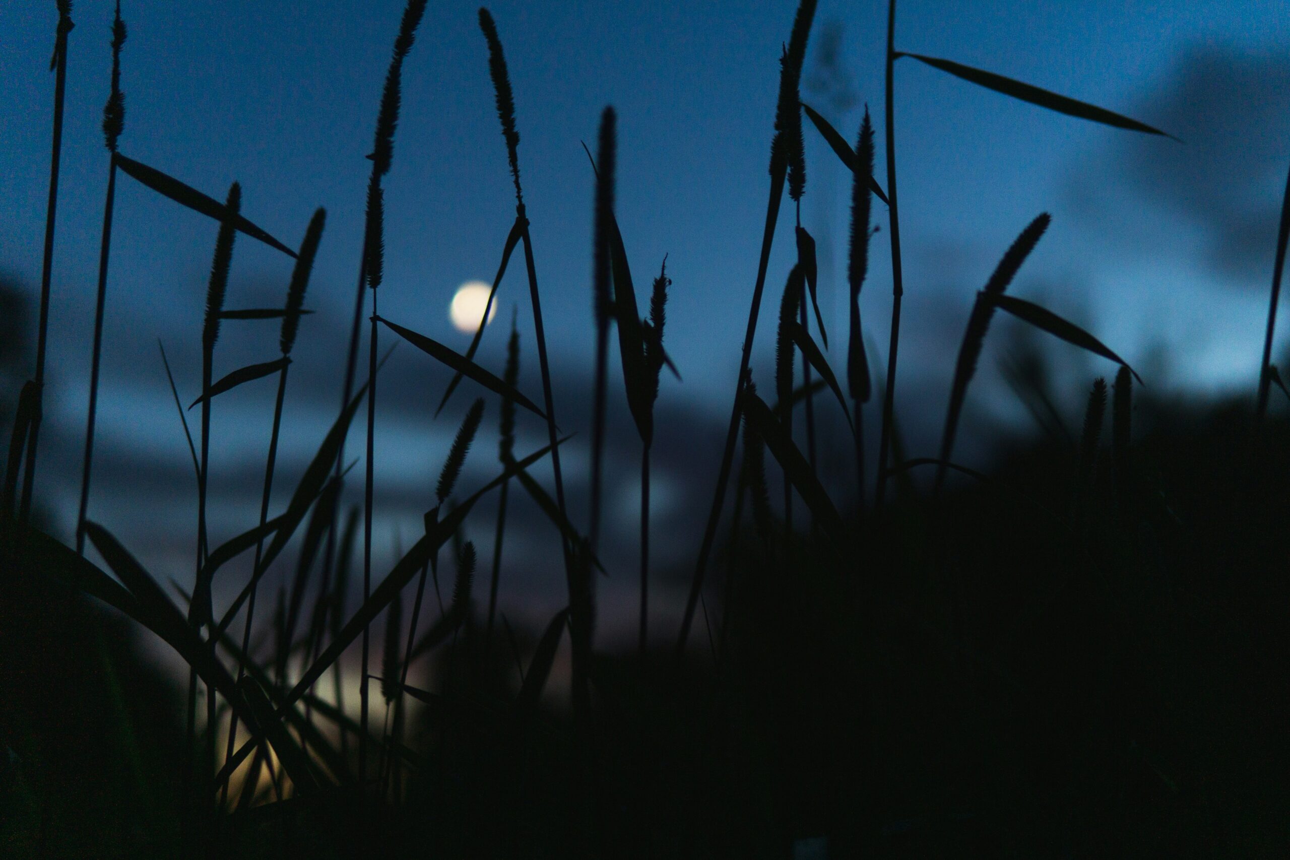 green grass under blue sky during night time