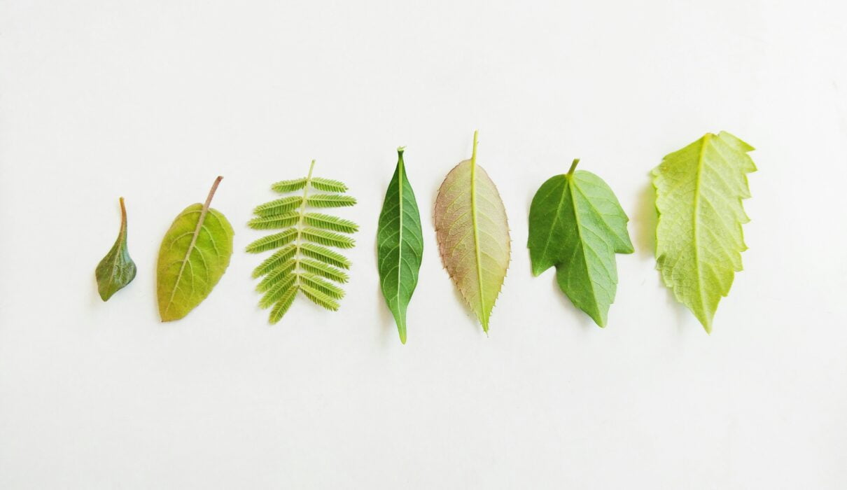 green leaves on white surface