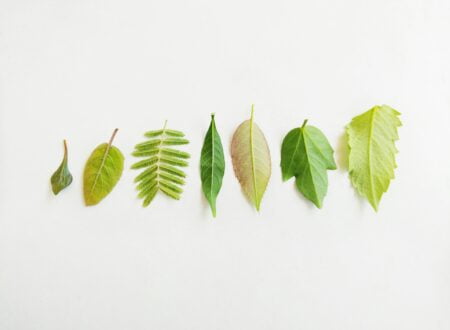 green leaves on white surface