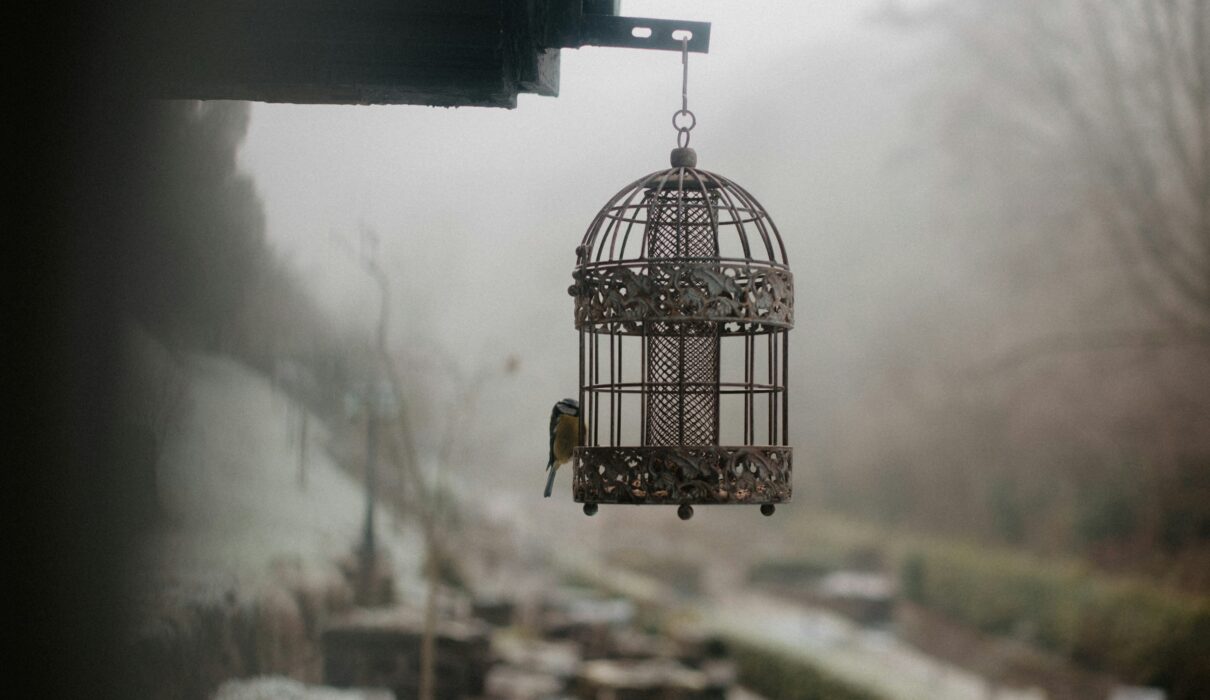 a bird cage hanging from the side of a building