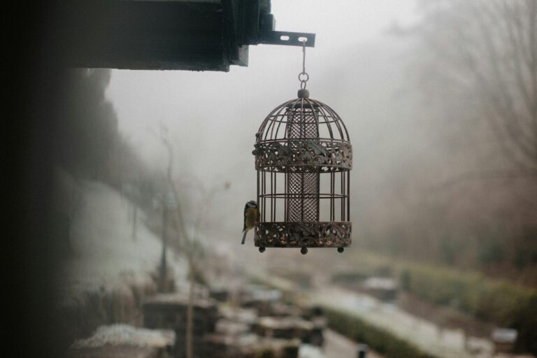 a bird cage hanging from the side of a building