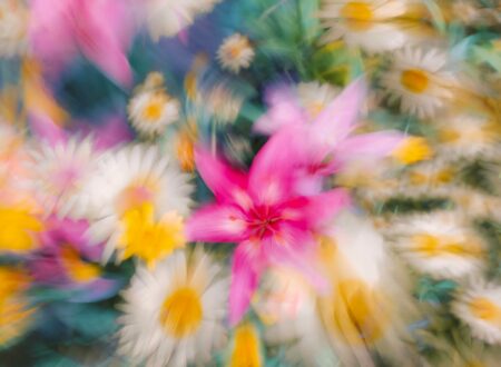 a blurry photo of a bunch of flowers