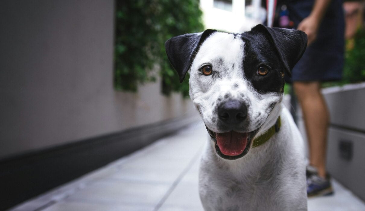 white and black American pit bull terrier at daytime