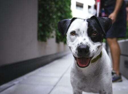 white and black American pit bull terrier at daytime