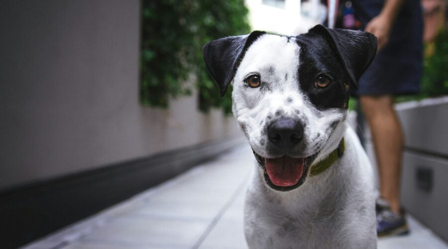 white and black American pit bull terrier at daytime