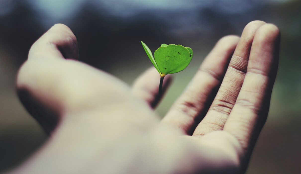 floating green leaf plant on person's hand