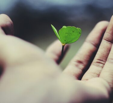 floating green leaf plant on person's hand