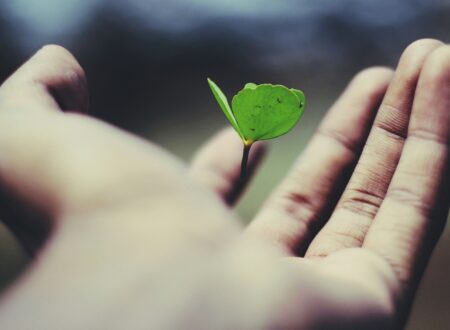 floating green leaf plant on person's hand