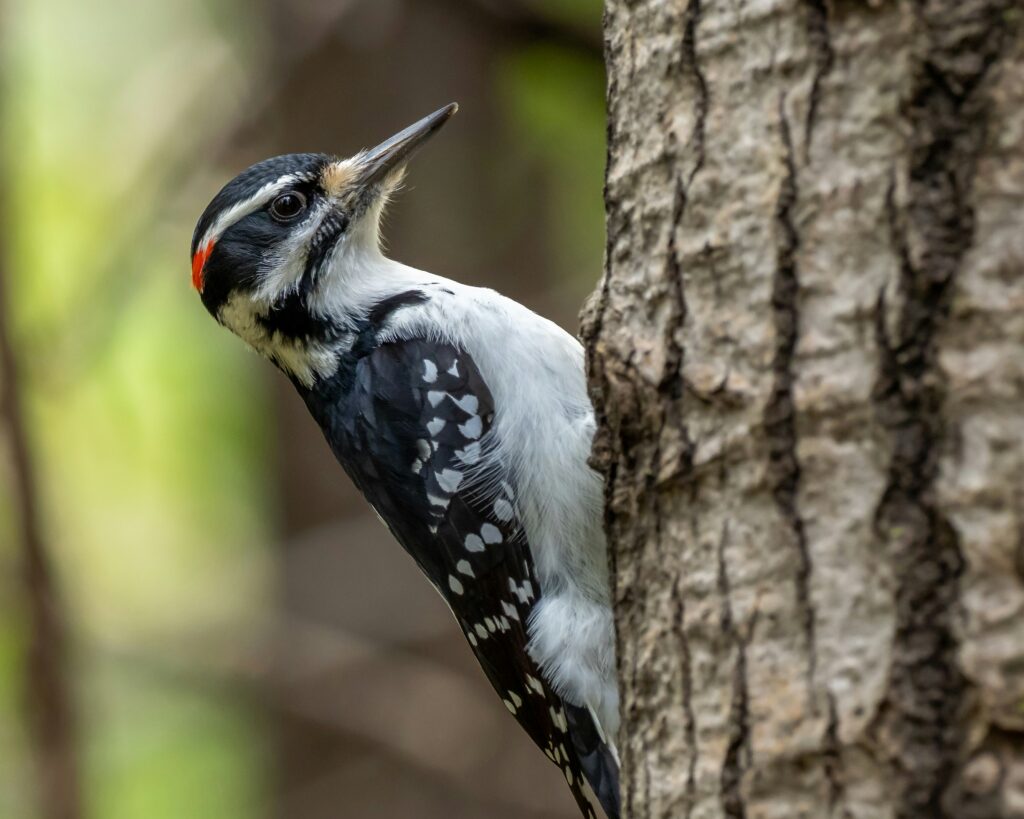 white black and yellow bird on tree branch