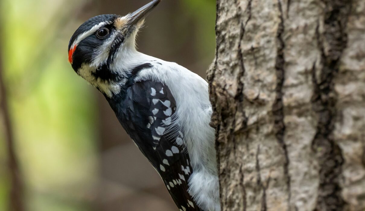 white black and yellow bird on tree branch