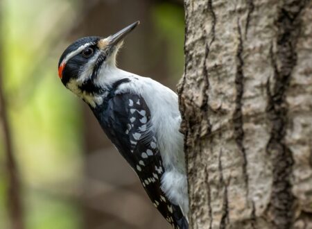 white black and yellow bird on tree branch