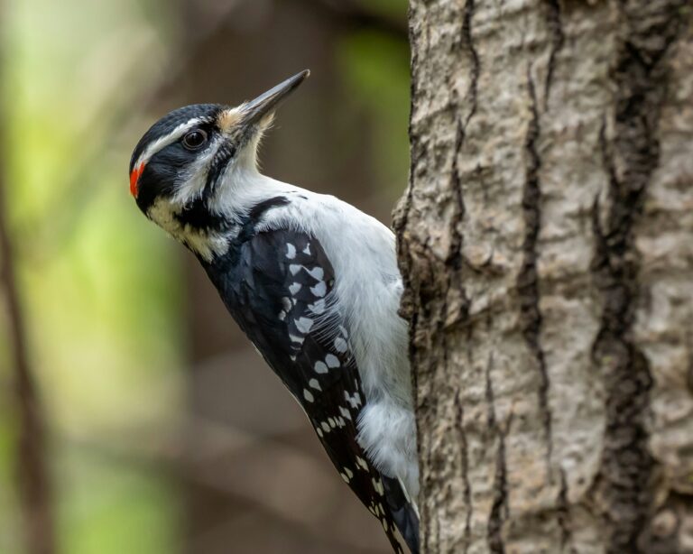 white black and yellow bird on tree branch