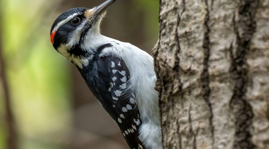 white black and yellow bird on tree branch