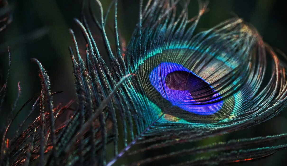 peacock feather in close up photography