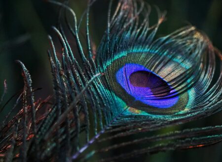 peacock feather in close up photography