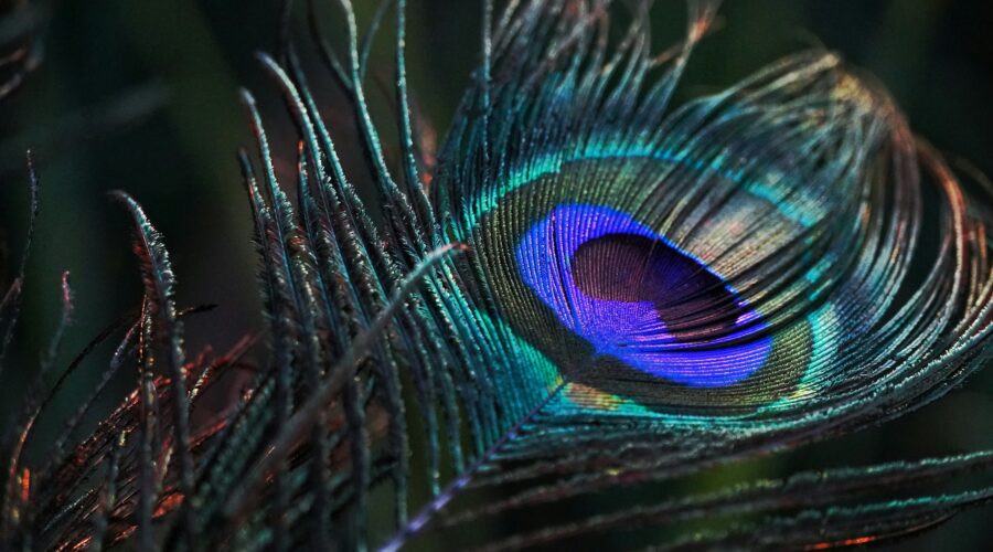 peacock feather in close up photography