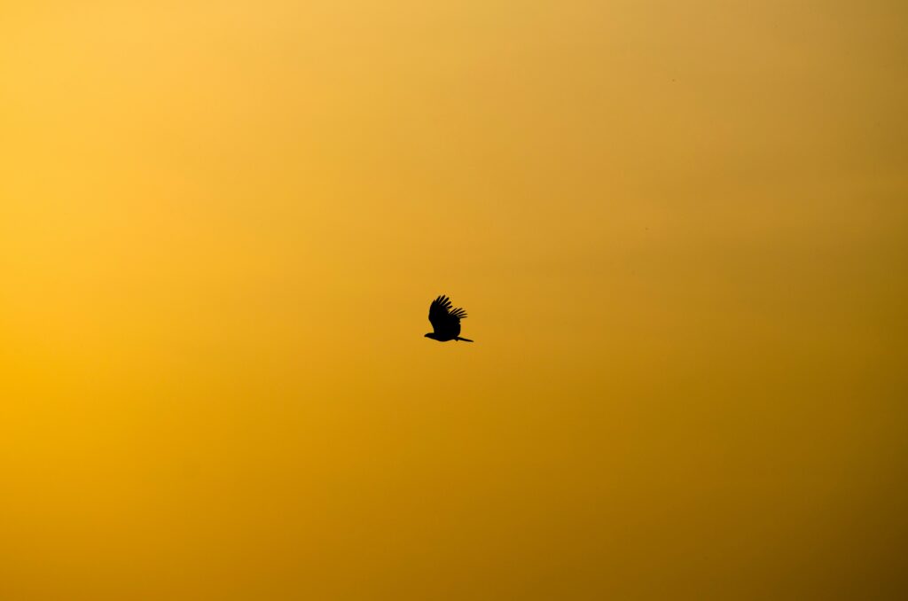 silhouette of flying bird