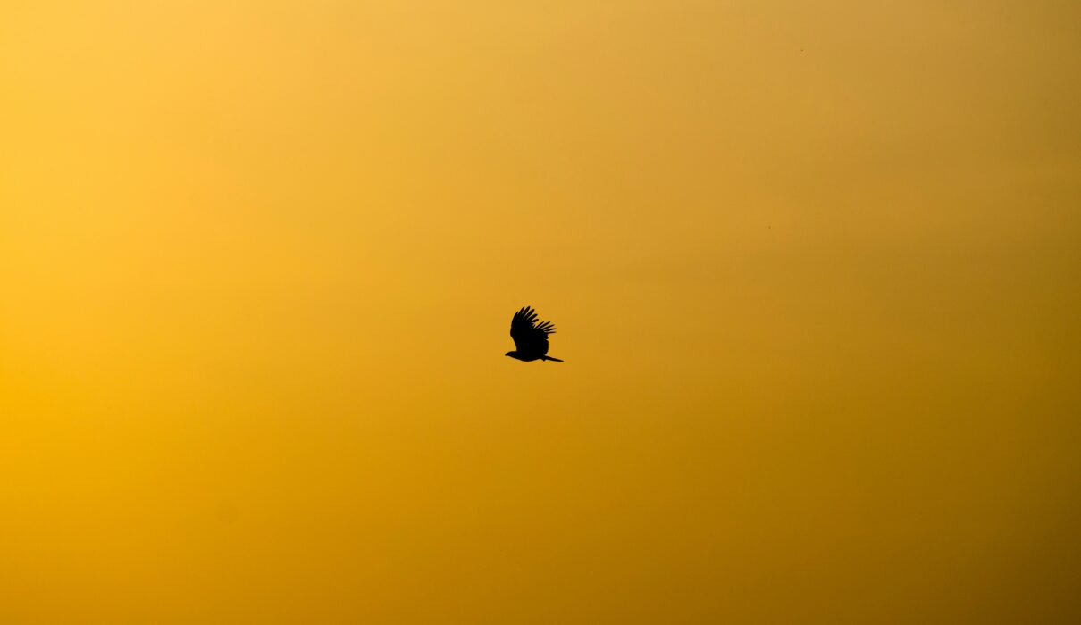 silhouette of flying bird