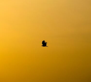 silhouette of flying bird