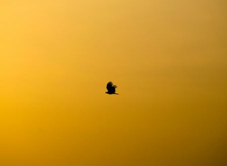 silhouette of flying bird