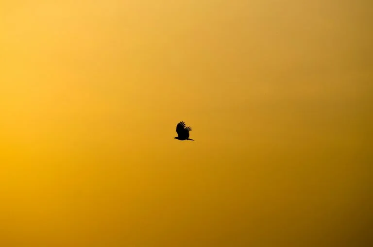 silhouette of flying bird