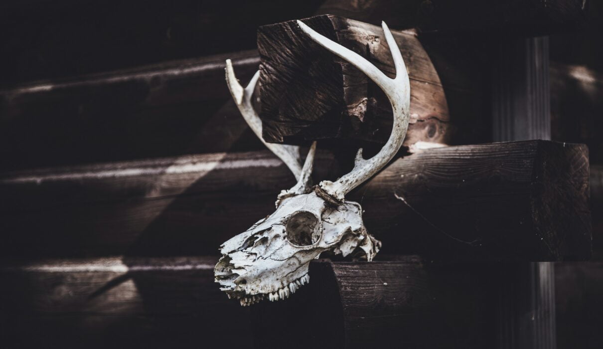 white animal skull on brown wooden table