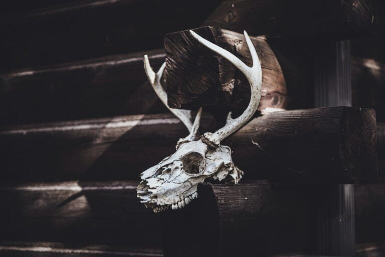 white animal skull on brown wooden table