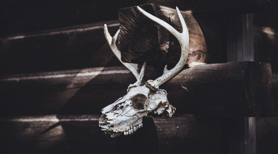 white animal skull on brown wooden table